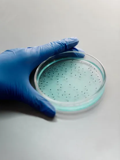 petri dish